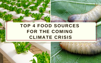 Top 4 Food Sources for the Coming Climate Crisis
