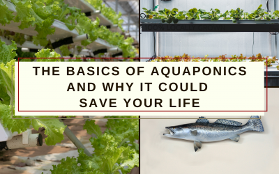 Basics of Aquaponics and Why It Could Save Your Life